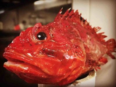 CABRACHO EL PEZ DE LOS MIL NOMBRES