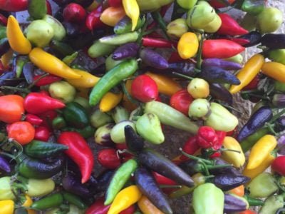 SECAR PIMIENTOS PARA SU UTILIZACIÓN