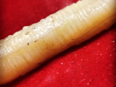 ESPARDEÑA Diccionario Culinario pilpileando